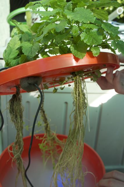 Aeroponicly grown roots