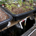 Aquaponics: fish tank and some of the planters