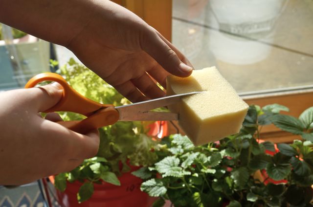 cutting foam to hold the plants