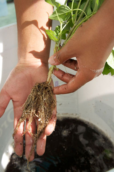 cleaning the soil off the roots