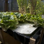 Aquaponic raft system