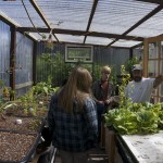 View from inside greenhouse