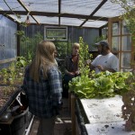 Looking at an aquaponics system