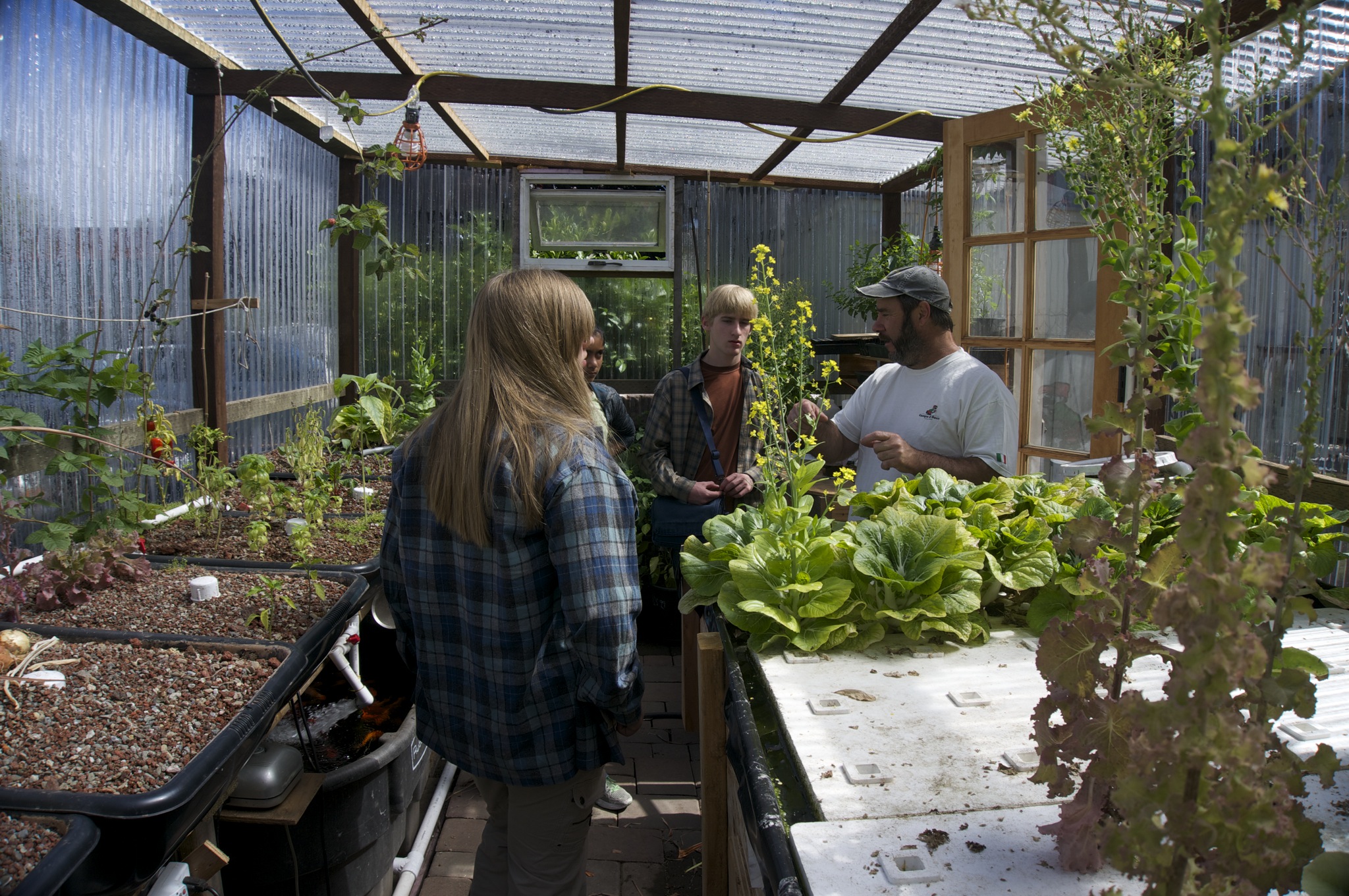 Looking at an aquaponics system