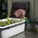 Rick's proof-of-concept aquaponic system.