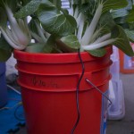 Our aeroponic system