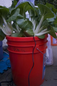 Our aeroponic system