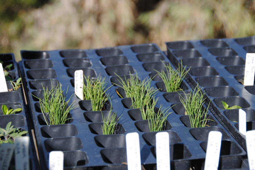 Chapala Gardens - Seedlings