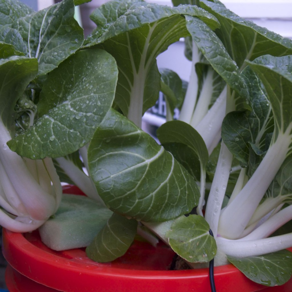 Build Your Own Aeroponic Garden!